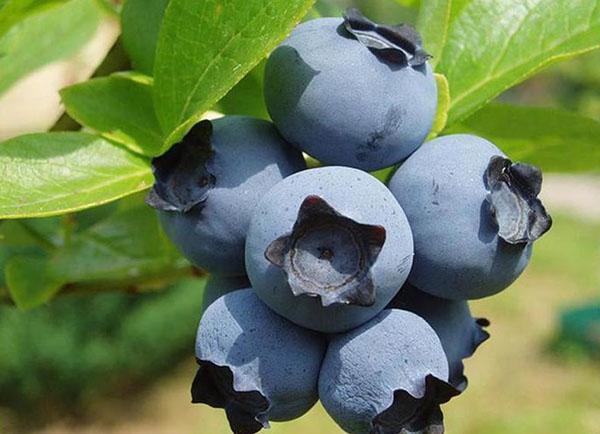 hibridiniai mėlynių vaisiai