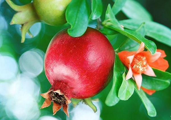 vetva stromu z granátového jablka s plodmi