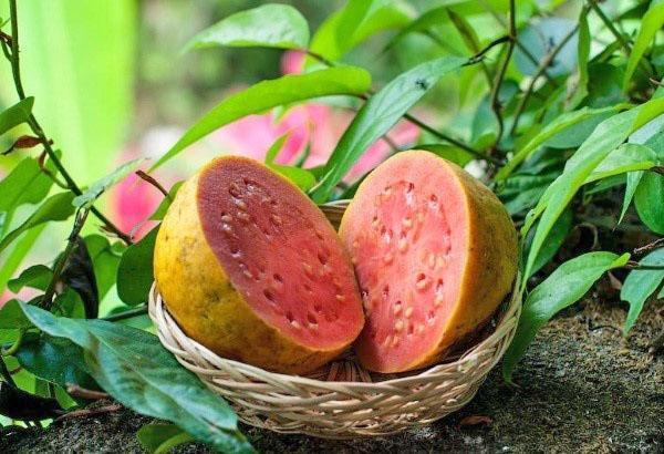 tropska jabuka guava