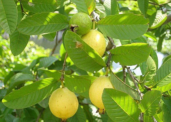 guava voćke