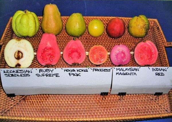 guava različitih sorti