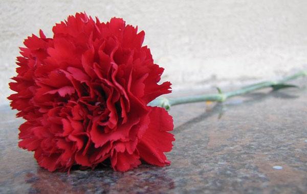 ดอกคาร์เนชั่นสีแดง - สัญลักษณ์แห่งชัยชนะ