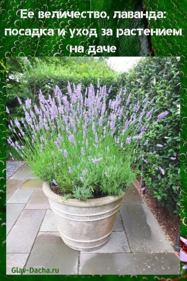 lavender planting and care