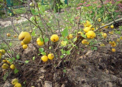 quince fruit