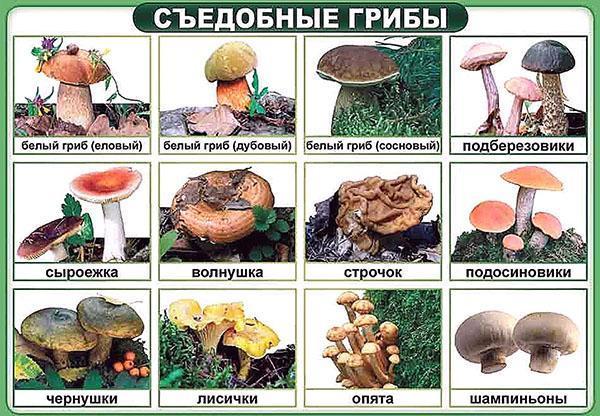 eetbare paddenstoelen