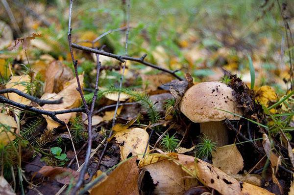 eetbare paddenstoelen verbergen