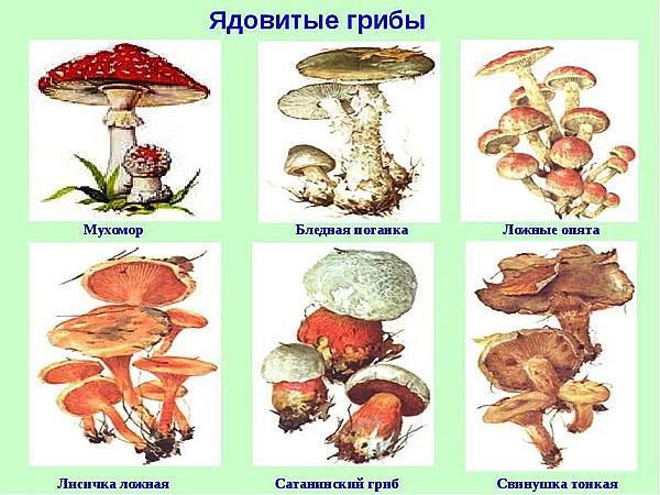 opasne gljive