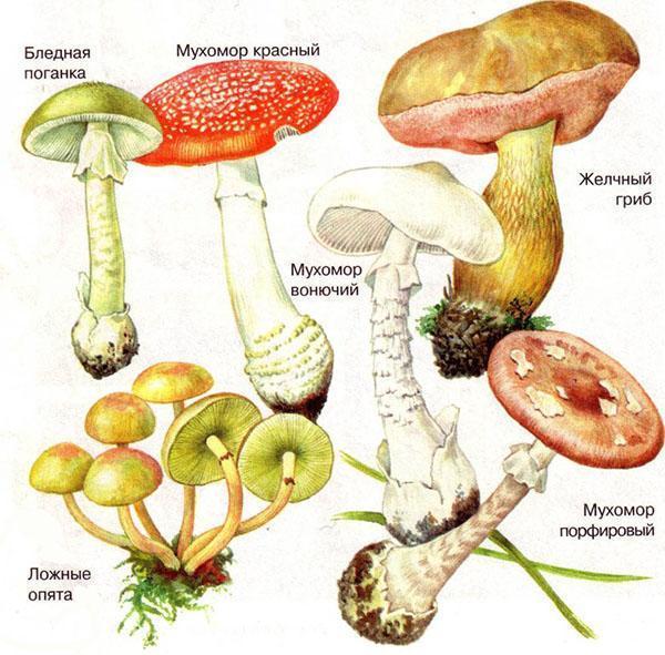 otrovne gljive