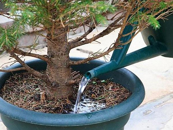 watering a Christmas tree in a pot