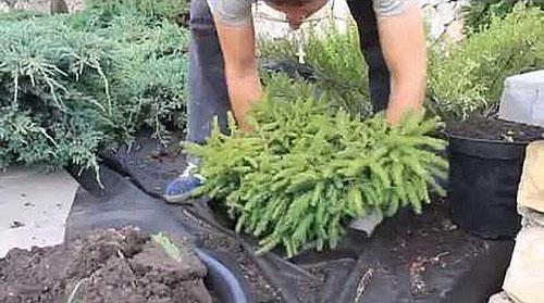 transplanting a Christmas tree in spring