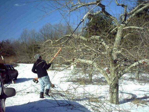 winter pruning of fruit trees