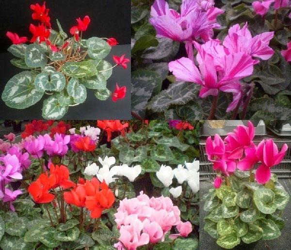 different types of cyclamen