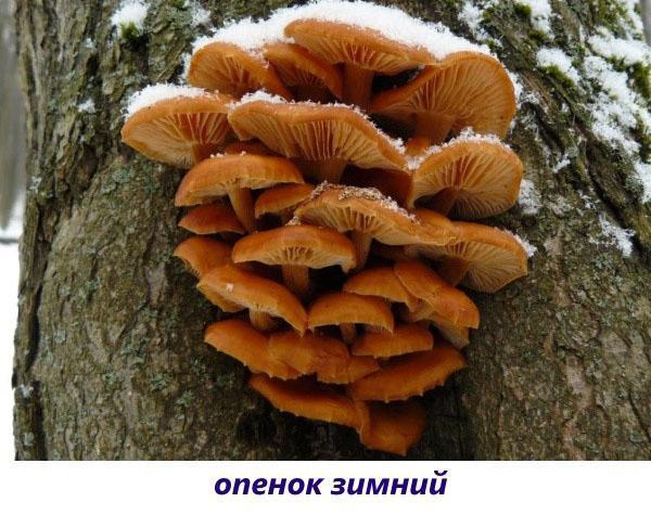 зимска печурка