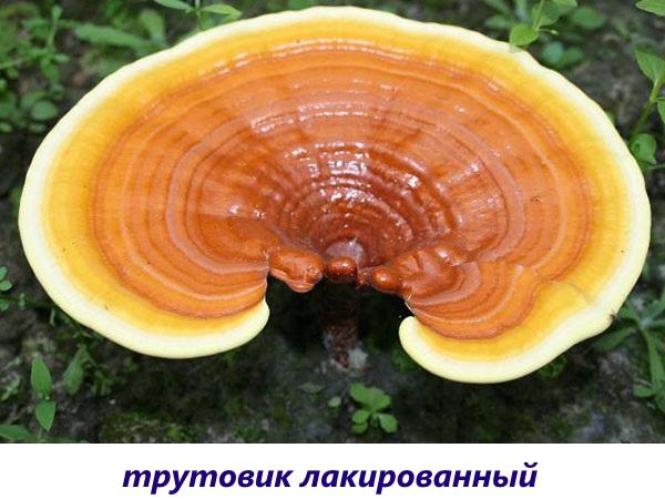 lakovaná troudová houba