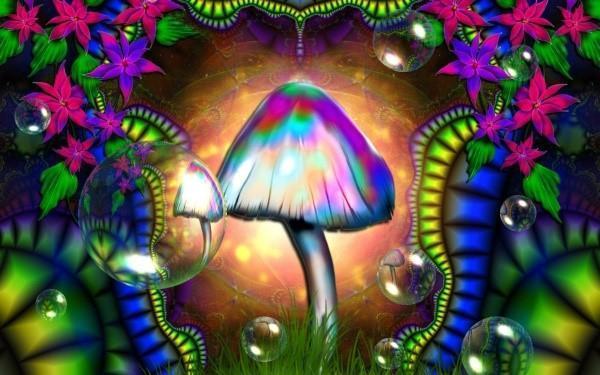 hallucinogene svampe