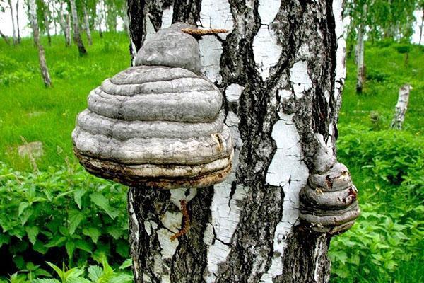 chaga birch mushroom