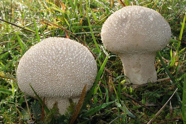 mushroom raincoat prickly