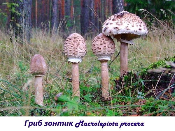 Guarda-chuva de cogumelos Macrolepiota procera