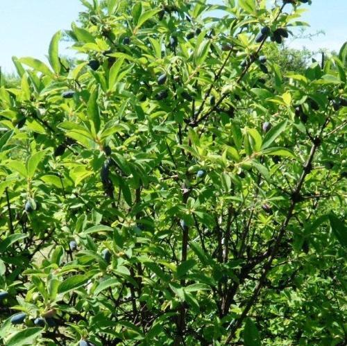 honeysuckle bush