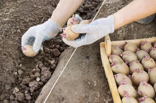 vara plantând cartofi