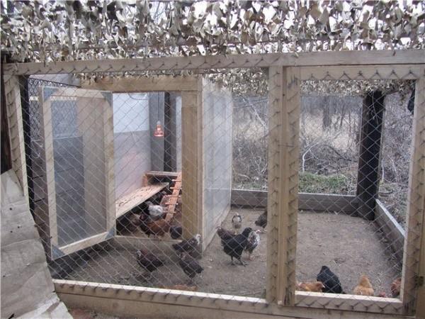 kyllinger i fuglehuset