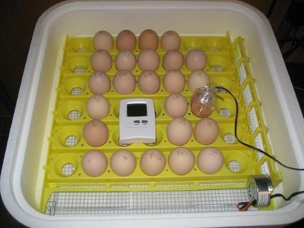 kiaušinių dėjimas į inkubatorių