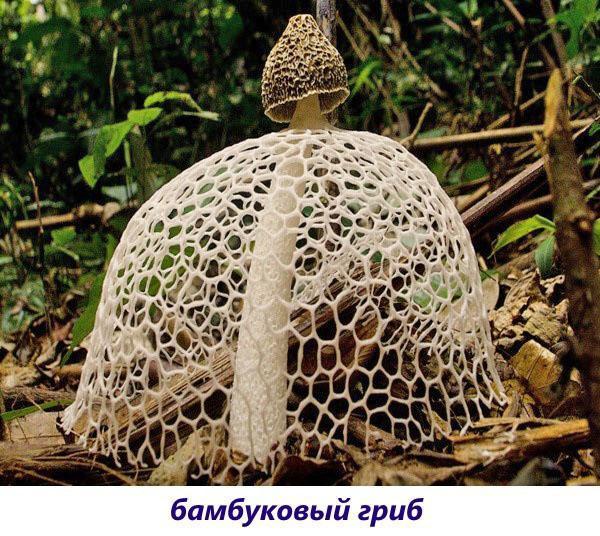 бамбусова печурка