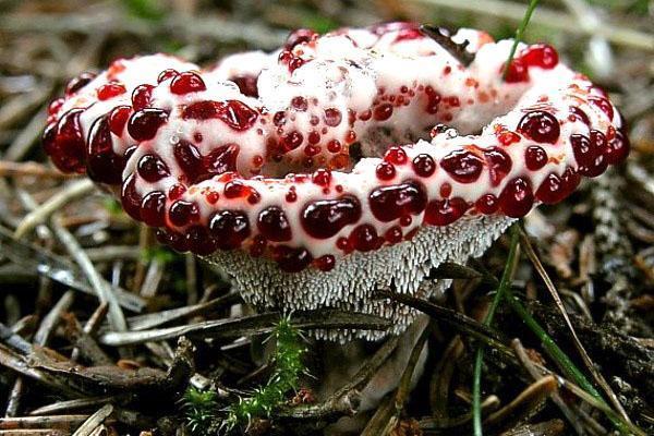 epätavallinen syötävä sieni