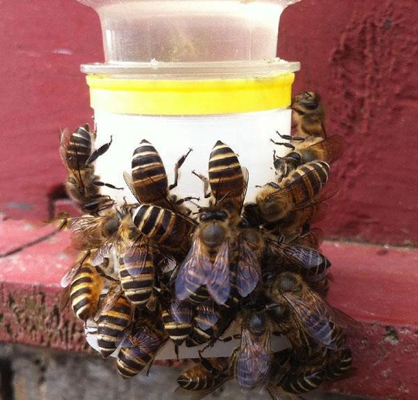 pijący pszczoły z Chin