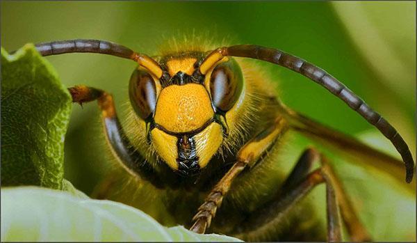 υγιής μέλισσα