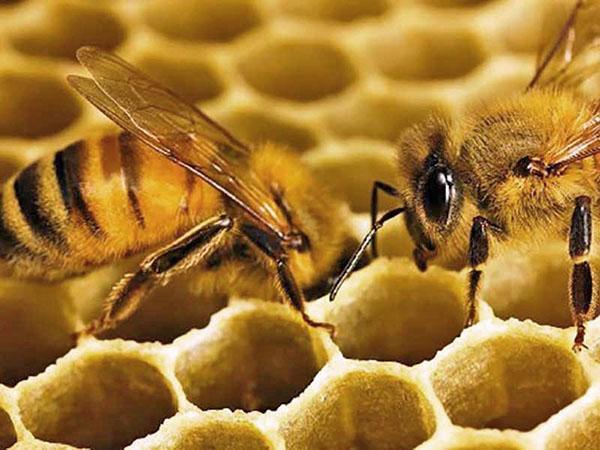 bee builds honeycomb