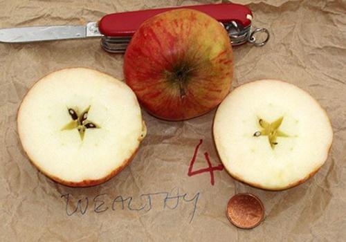 قطع التفاح