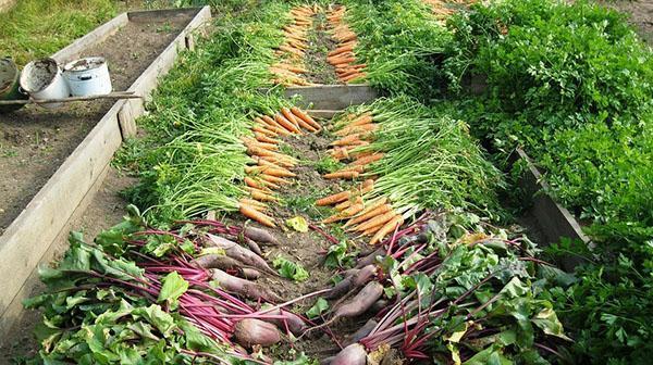 harvest vegetables without the use of chemicals