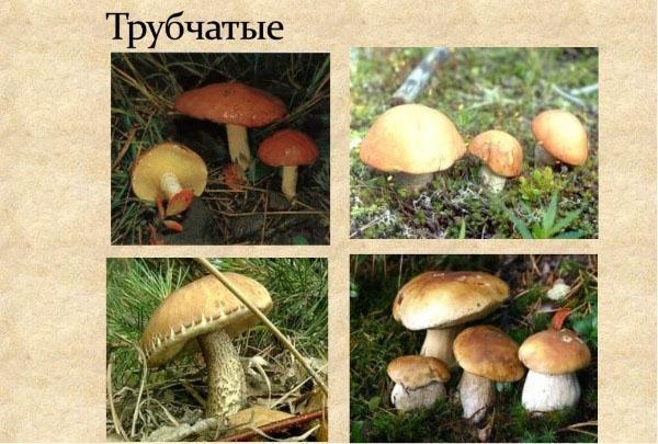 tubular mushrooms