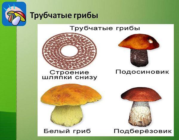 struttura dei funghi tubolari