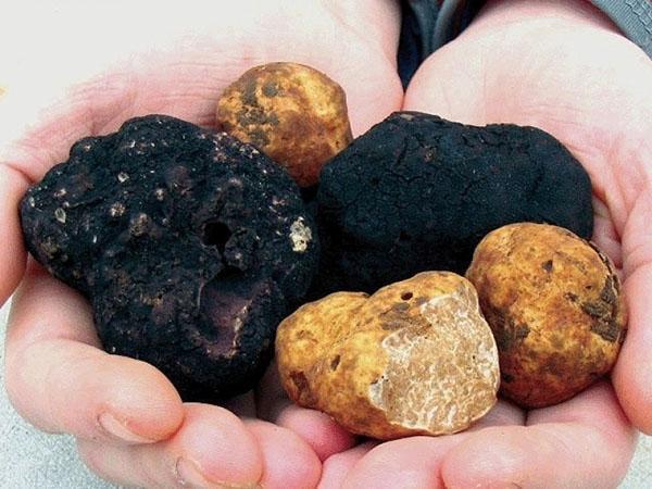 nấm truffle độc ​​đáo