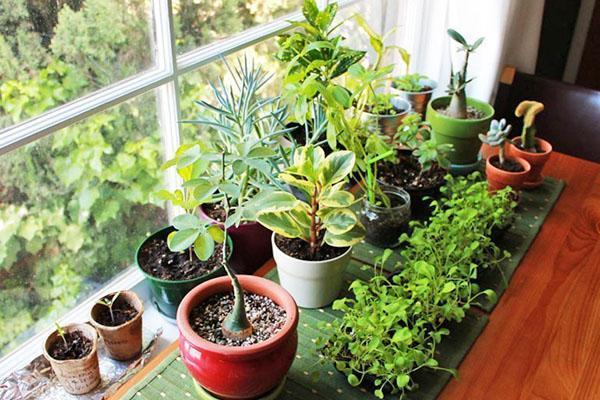naturlige forbindinger til indendørs planter