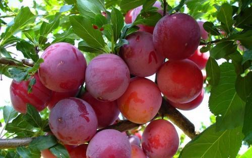 prune de cireș