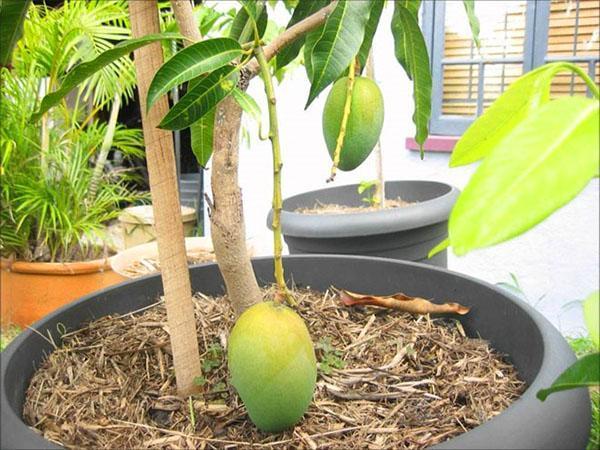 Mangobaum in einem Topf