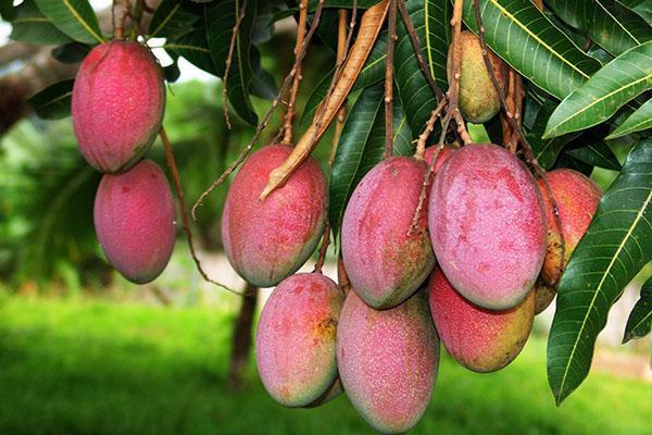 зрели плодове манго