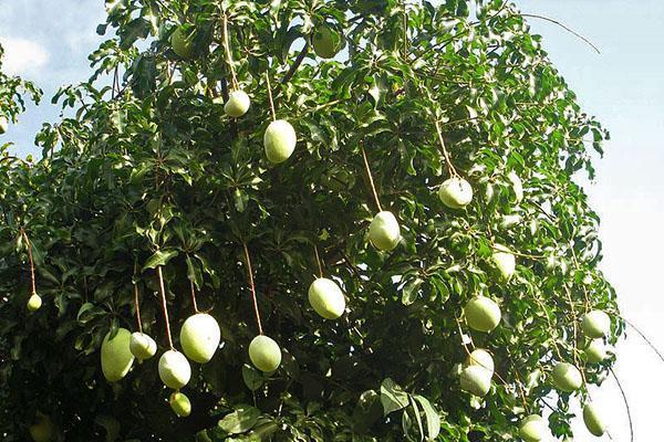 Hindistan'da mango ağacı