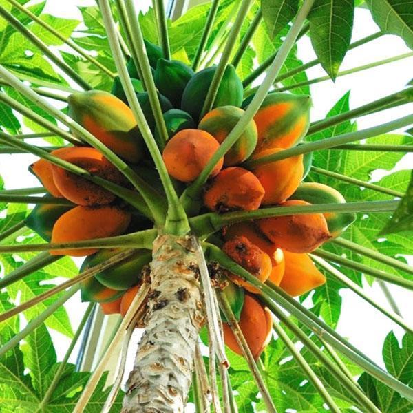 melon drzewo papaja