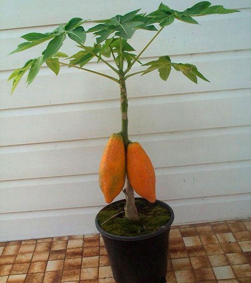 árbol de melón de semilla