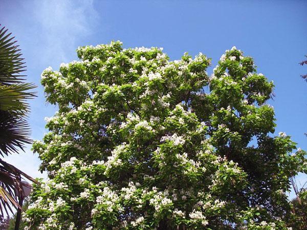 kvitnúca koruna cukríkového stromu