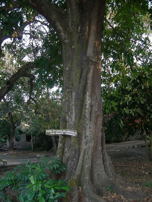 јединствено дрво