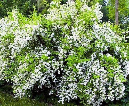 bush jasmine