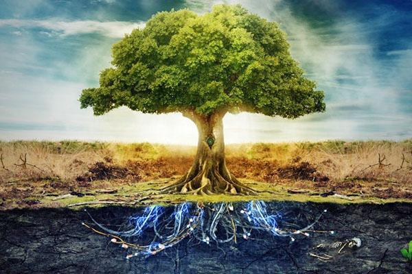 животни век дрвећа од различитих фактора