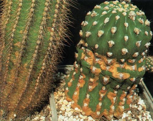 pete pe cactus
