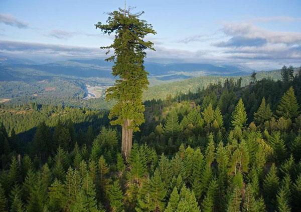 cây sequoia