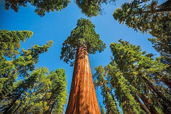 sequoia erdő